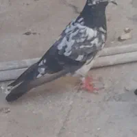 امیدیه شهر دونه|حیوانات|امیدیه, |دیوار