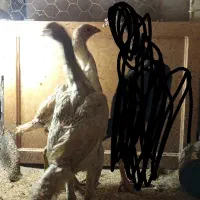 دوتا جوجه مرغ لاری قلم سبز|حیوانات مزرعه|قدس, شهرقدس|دیوار