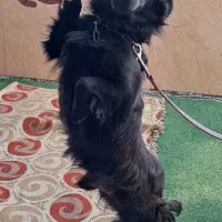 سگ پا کوتاه