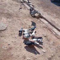 کبوترای بسیار سالم