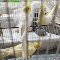 عروس هلندی|پرنده|سراوان, |دیوار