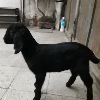 بزغاله|حیوانات مزرعه|سبزوار, زینبیه|دیوار