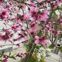 کفتر سرخ و زرد