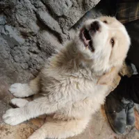 توله سگ نژاد اصیل|سگ|زاهدان, |دیوار