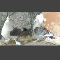 دوجفت نوک موشی