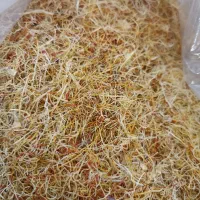 ریشه زعفران درجه یک|گل و گیاه طبیعی|قم, زاویه|دیوار