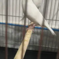 فنج نرگسی|پرنده|قم, ولیعصر|دیوار