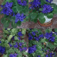 بنفشه آفریقایی،فیکوس،کاکتوس|گل و گیاه طبیعی|ملایر, |دیوار