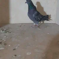 باسلام خدمت عشق بازا چنتاحیوون غریب گیری|پرنده|محمدشهر, محمدشهر|دیوار