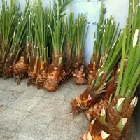 فروش دمیت پاجوش نخل برحی بصراوی مجول وحاج باقر