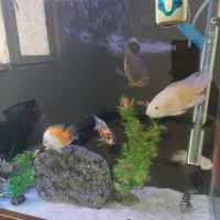 آکواریوم ۸۰ سانتی و ماهی|ماهی|پرند, فاز ۶|دیوار