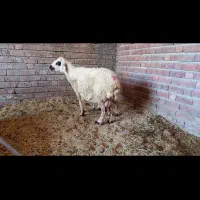 ۲تا میش با بره