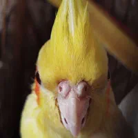 عروس هلندی (لوتینو)|پرنده|بوکان, |دیوار