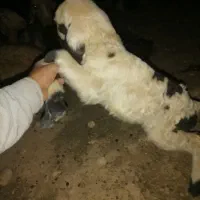 بره شیری ماده