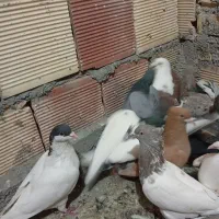 40عدد کبوتر نر همه پرشی|پرنده|مشهد, وکیل‌آباد|دیوار