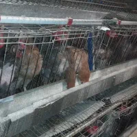 حیوانات پرندگان|حیوانات مزرعه|اصفهان, دارک|دیوار