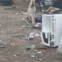 سگ‌‌سرابی