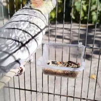 عروس هلندی|پرنده|ابهر, |دیوار