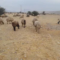 ۶۰ راس شیشک و میش دورگ بختیاری بره دار|حیوانات مزرعه|کازرون, |دیوار