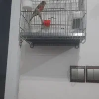 سهره قناری مست