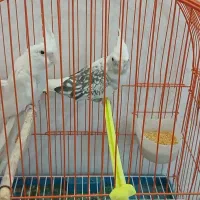 عروس هلندی خاص
