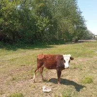 لیشه دورگ سمینتال