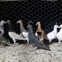 10 تا  کفتر جوانه  پرشی