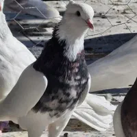 طوق سور کلایی