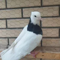 کفتر|پرنده|اردکان, |دیوار