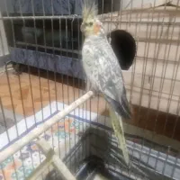 پرنده عروس هلندی