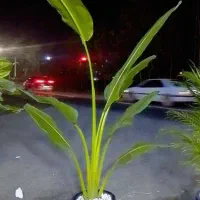 گلفروشی|گل و گیاه طبیعی|رشت, پل تالشان|دیوار