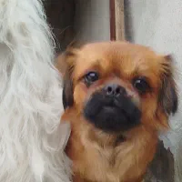 دو عدد سگ واگذار