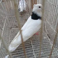 توقی کبوتر  مرغ عشق