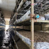 کمپوست ساز قارچ دکمه ای و شیفت شب سالن