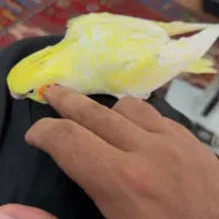 عروس هلندی زعفرونی ماده سوپر رام