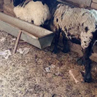 گوسفند ماده|حیوانات مزرعه|هامون, |دیوار