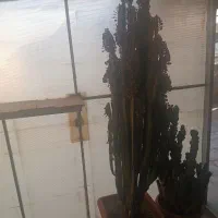 گل طبیعی کاکتوس