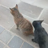 راهنمایی در مورد سر رفتن حوصله