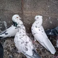 کبوتر فروشی تضمینی|پرنده|سیرجان, |دیوار