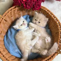 مجموعه گربه های خاص و اصیل (پرشین بریتیش اسکاتیش)|گربه|رشت, گلسار|دیوار