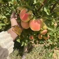 فروش نهال سیب لازا پربار|خدمات باغبانی و درختکاری|فریمان, |دیوار