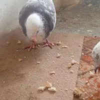 کبوتر جفتی خیلی خوب|پرنده|قائمشهر, |دیوار