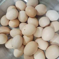 تخم مرغ|حیوانات مزرعه|نیشابور, بنیاد شهید|دیوار