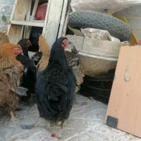 مرغ تخمگذار جوان و چاق به شرط تخم گذاری