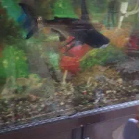 آکواریوم وماهی باتمام وسایل|ماهی|ورامین, ورامین|دیوار