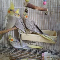 عروس هلندی سرلاکی مرغ عشق قناری طوطی کبوتر فنچ|پرنده|بجنورد, |دیوار