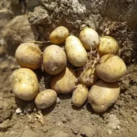 فروش انواع ارقام سیب زمینی|عمدهفروشی|زالیان, |دیوار