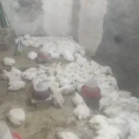 مرغ زنده مجهز ب دستگاه پر کن