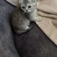 بچه گربه|گربه|تهران, دانشگاه شریف|دیوار