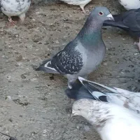 یک عدد کبوتر مسافتی